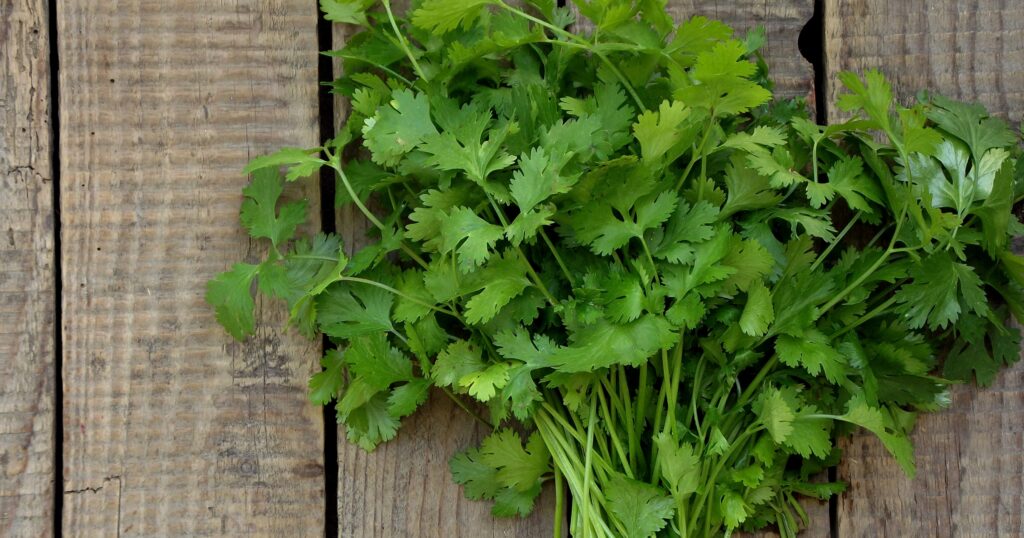 Fresh cilantro